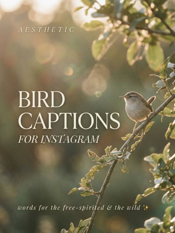 Aesthetic Bird Captions for Instagram
